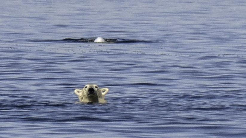 Fotky z expedice za ledními medvědy: Změna klimatu je stojí kilogram váhy denně